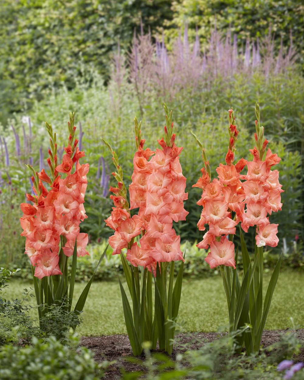 'Gladiolus 'Lia'